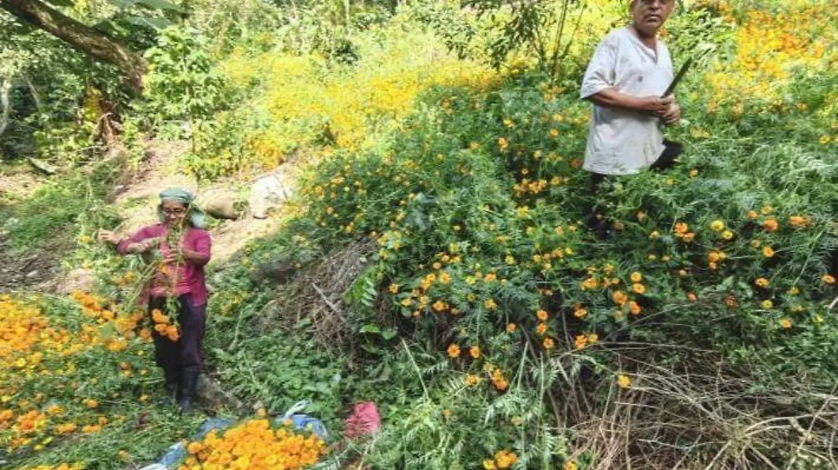 FLOR CEMPOALXÓCHITL 1